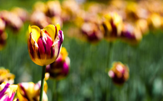 Yellow red flower field blurry - green stem and leaves free wallpaper