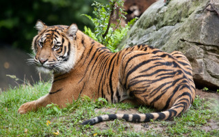 Sumatran tiger rock grass stream - a tiger free wallpaper