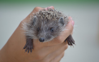 Small hedgehog hand blue eyes - its paw free wallpaper