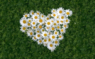 Heart daisies field leaves bouquet - betty merken free wallpaper