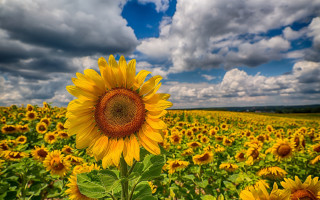 Sunflower field cloudy sky bouquet 2 - wide free wallpaper