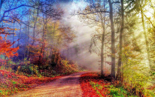 Autumn foggy forest path mystical - a dirt road free wallpaper