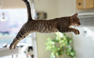 Cat jumping kitchen plant blurry - nearby free wallpaper