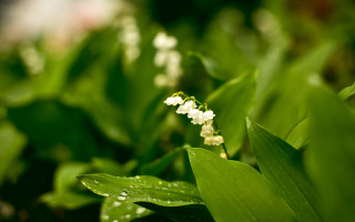 White flower water droplets macro 13 - a close up of a plant free wallpaper