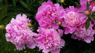 Pink flower bush leaves daisy - together free wallpaper