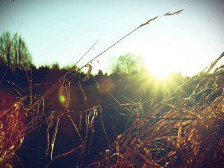 Sunset fence tallgrass tree lensflare - anamorphic free wallpaper
