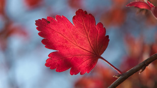 Red leaf branch blue sky 2 - a red leaf free wallpaper