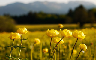 Yellow sunflowers mountains blurry background - the background in the distance free wallpaper