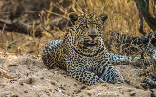 Leopard wildlife camouflage outdoors realistic - a leopard free wallpaper