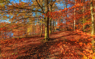 Woods path bench autumn leaves - a path free wallpaper