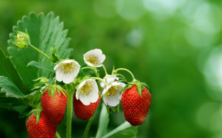 Strawberries whiteflowers greenleaves blurrybackground food - betty merken free wallpaper
