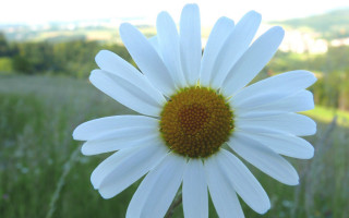 White flower sunflower field outdoors - distant free wallpaper