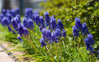 Blue flowers garden bench tilt - bracha l. ettinger free wallpaper