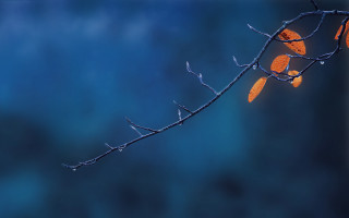Branch leaves blue sky photorealistic - a blue sky in the background free wallpaper for desktop