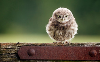Small owl wooden beam green - a small owl free wallpaper