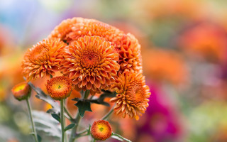 Flower fire sunset blurry background - a blurry background of flowers free wallpaper