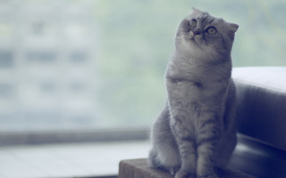 Cat ledge city view pastel - something outside free wallpaper