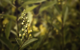 Plant bokeh blur depth of - a close up of a plant free wallpaper