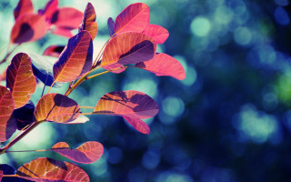 Red leaves branch bokeh green - a green background free wallpaper for desktop