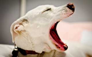Dog open mouth tongue out - its mouth open free wallpaper