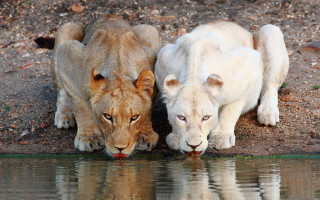 Two lions pond rockwall dirt - rock free wallpaper