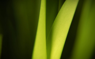 Green plant macro shallow depth - a green plant free wallpaper