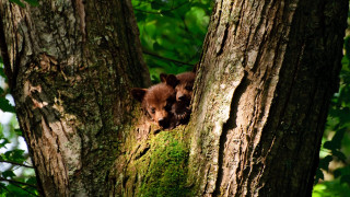 Bear cub peeking tree trunk - moss free wallpaper