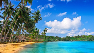 Beach palm trees blue ocean 3 - a few person free wallpaper