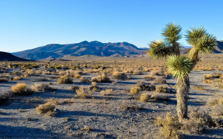 Lone palm tree desert mountains 2 - the background in the distance free wallpaper