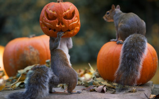 Squirrel holding pumpkin surreal jigsaw - photo free wallpaper