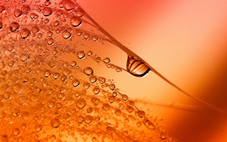 Water drop flower stem red - free textures wallpaper