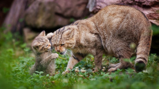Cat kitten playing grass nature - david imms free wallpaper