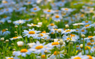 White yellow flower field macro 3 - yellow center free wallpaper