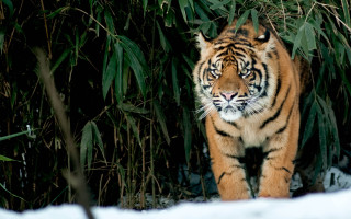 Tiger snow forest bamboo blurry - tall grass and trees free wallpaper