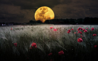Full moon over flower field - full moon free wallpaper