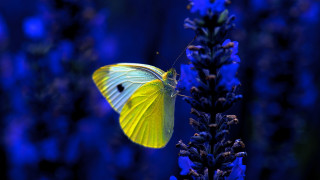 Yellow butterfly purple flower blue - a yellow butterfly free wallpaper