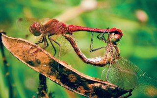 Dragonflies fighting leaf forest macro - background free wallpaper for desktop