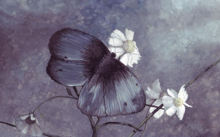 Gothic ultrafine butterfly flower daisy - white flower free wallpaper