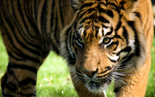 Tiger walking lush green field 4 - a tiger free wallpaper