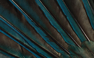 Peacock feathers blue brown black - clara miller burd free wallpaper