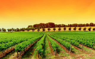 Green field trees sunset vines - de hirsh margule free wallpaper