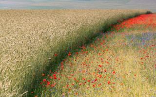 Flower field sunset trees nature - impressionist free wallpaper