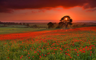 Flower field sunset tree red - a field of flowers free wallpaper