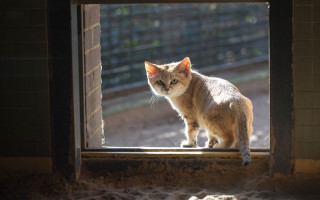 Cat window sill fence australian - australian tonalism free wallpaper