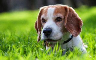 Sad dog in grass outdoors - his face free wallpaper