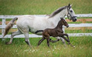 Horse foal running field flowers - a photocopy free wallpaper