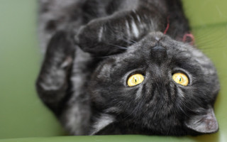 Black cat yellow eyes green - its head on free wallpaper