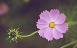 Pink flower yellow center green 17 - a yellow center free wallpaper