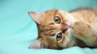 Cat laying blue blanket rococo 2 - a blue blanket free wallpaper