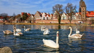 Swans lake cityscape impressionist scenery - florence engelbach free wallpaper